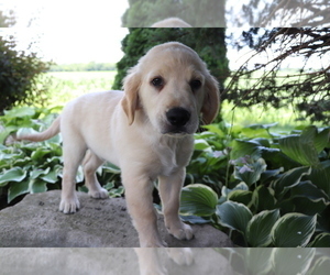 Golden Retriever Puppy for sale in SHILOH, OH, USA