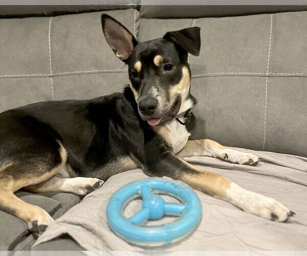 Medium Photo #4 American Staffordshire Terrier-Siberian Husky Mix Puppy For Sale in Corona, CA, USA