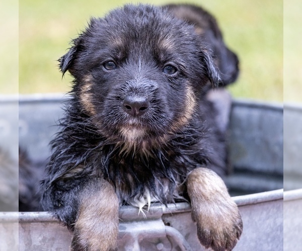 Medium Photo #1 German Shepherd Dog Puppy For Sale in SEAGROVE, NC, USA