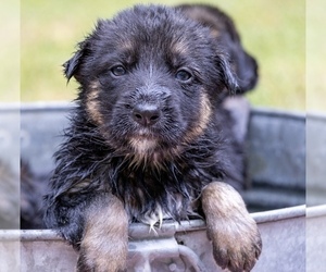 German Shepherd Dog Litter for sale in SEAGROVE, NC, USA