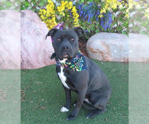 Medium Photo #1 American Staffordshire Terrier-Labrador Retriever Mix Puppy For Sale in Oklahoma City, OK, USA