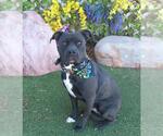 MAVIS - Female American Staffordshire Terrier-Labrador Retriever Mix Dog for Adoption - Small photo