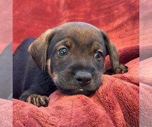 Phoenix Pup - Mercury - Female Raggle Dog for Adoption - Photo #3