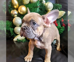 French Bulldog Puppy for sale in TAMPA, FL, USA