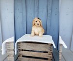 Small #1 Cockapoo-Goldendoodle Mix