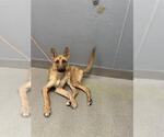 Small German Shepherd Dog Mix