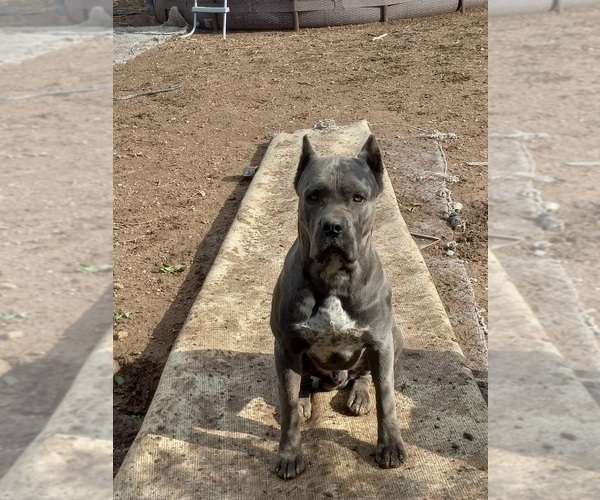 Medium Photo #1 Cane Corso Puppy For Sale in GRENVILLE, NM, USA