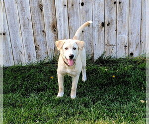 Nalaa - Female Labrador Retriever-Unknown Mix Dog for Adoption - Photo #8
