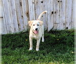 Small Photo #8 Labrador Retriever-Unknown Mix Puppy For Sale in Sandy, UT, USA