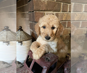 Goldendoodle Puppy for sale in SAINT GEORGE, UT, USA