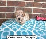 Image preview for Ad Listing. Nickname: Carter