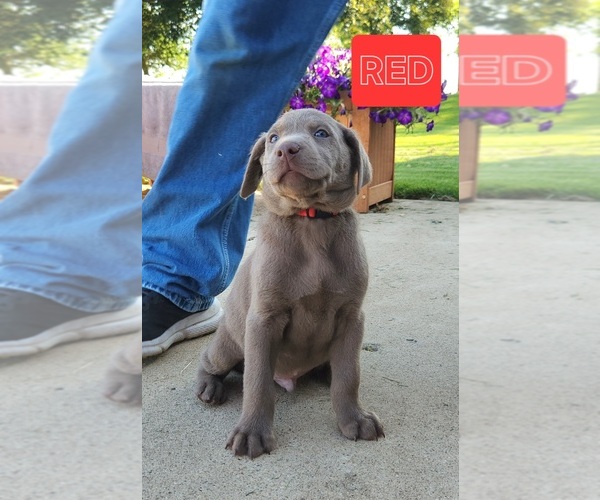 Medium Photo #22 Labrador Retriever Puppy For Sale in GARVIN, MN, USA