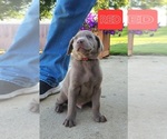 Small Photo #22 Labrador Retriever Puppy For Sale in GARVIN, MN, USA
