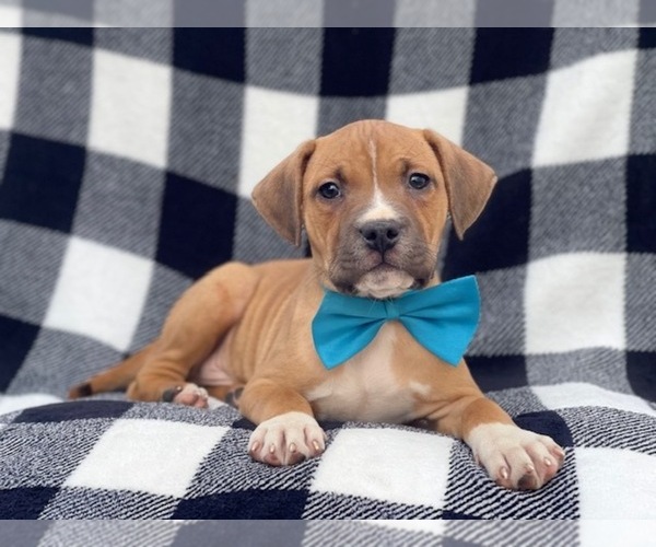 Medium Photo #9 American Staffordshire Terrier Puppy For Sale in LAKELAND, FL, USA