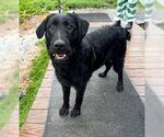 Small Photo #5 Schnauzer (Giant)-Unknown Mix Puppy For Sale in Wakefield, RI, USA