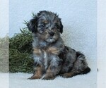Small Photo #4 Goldendoodle-Poodle (Miniature) Mix Puppy For Sale in LITITZ, PA, USA