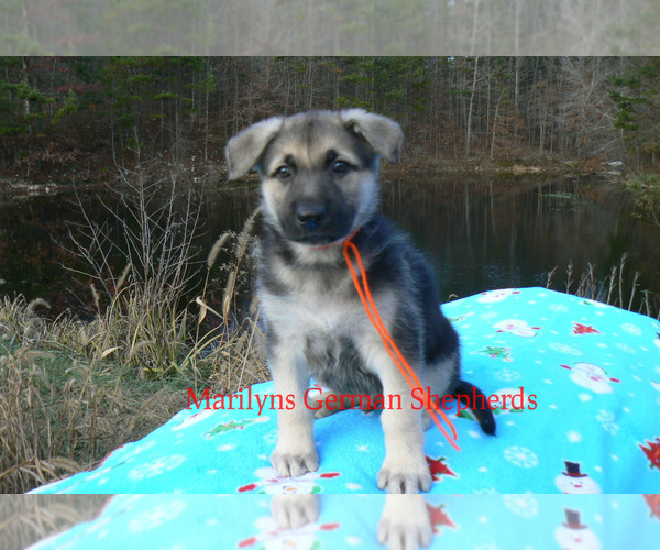 Medium Photo #2 German Shepherd Dog Puppy For Sale in PIEDMONT, MO, USA
