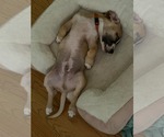 Small #1 Mutt