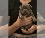 Puppy Sirius French Bulldog