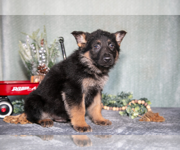 Medium Photo #12 German Shepherd Dog Puppy For Sale in NAPPANEE, IN, USA
