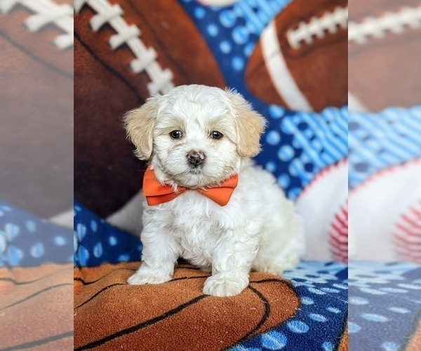 Medium Photo #1 Maltese Puppy For Sale in ATGLEN, PA, USA