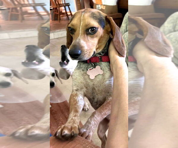 Medium Photo #4 Beagle Puppy For Sale in Dunnellon, FL, USA