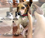 Small #3 Beagle