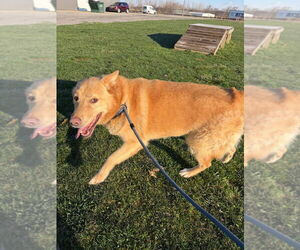 Zeke - Male Chow Chow-Siberian Husky Mix Dog for Adoption - Photo #3