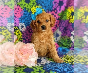 Cavapoo Puppy for sale in QUARRYVILLE, PA, USA