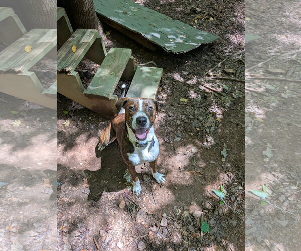 Medium Photo #3 Mutt Puppy For Sale in McCormick, SC, USA