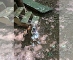 Small #2 Mutt