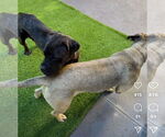 Small #9 Mastiff