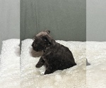Small Photo #8 Schnauzer (Miniature) Puppy For Sale in FOWLER, CO, USA