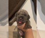 Small Photo #6 Cane Corso Puppy For Sale in MIAMI, FL, USA