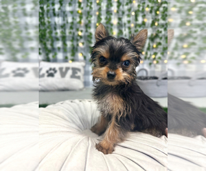Yorkshire Terrier Puppy for sale in MARIETTA, GA, USA