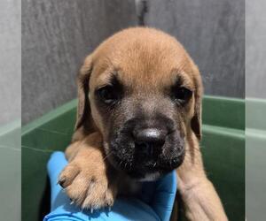 American Staffordshire Terrier-Unknown Mix Dogs for adoption in San Antonio, TX, USA