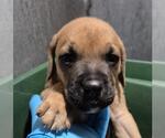 Small American Staffordshire Terrier Mix