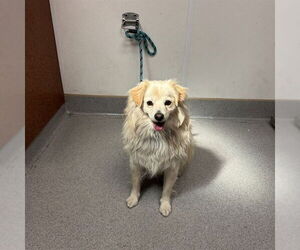 Chiranian Dogs for adoption in Rancho Cucamonga, CA, USA