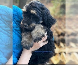 Bernedoodle Puppy for Sale in BROADWAY, North Carolina USA