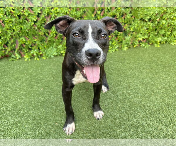 Medium Photo #4 American Pit Bull Terrier-Labrador Retriever Mix Puppy For Sale in Lighthouse Point, FL, USA