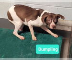 Small #2 Affenpinscher-American Pit Bull Terrier Mix