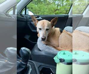 Helen (10yo, 53lbs) - Female Labrador Retriever-Unknown Mix Dog for Adoption