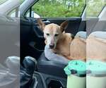 Helen (10yo, 53lbs) - Female Labrador Retriever-Unknown Mix Dog for Adoption - Small photo