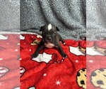 Puppy Puppy 1 American Bully