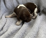 Puppy 7 Brittany-German Shorthaired Pointer Mix