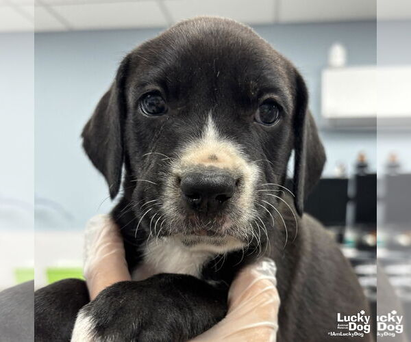 Medium Photo #4 Labrador Retriever-Unknown Mix Puppy For Sale in Washington, DC, USA