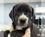 Small #3 Labrador Retriever Mix