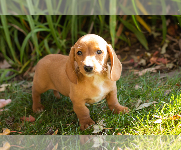Medium Photo #3 Dachshund Puppy For Sale in WAKARUSA, IN, USA
