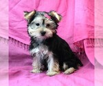 Image preview for Ad Listing. Nickname: Penny
