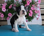Small Photo #19 Boston Terrier Puppy For Sale in GOSHEN, IN, USA